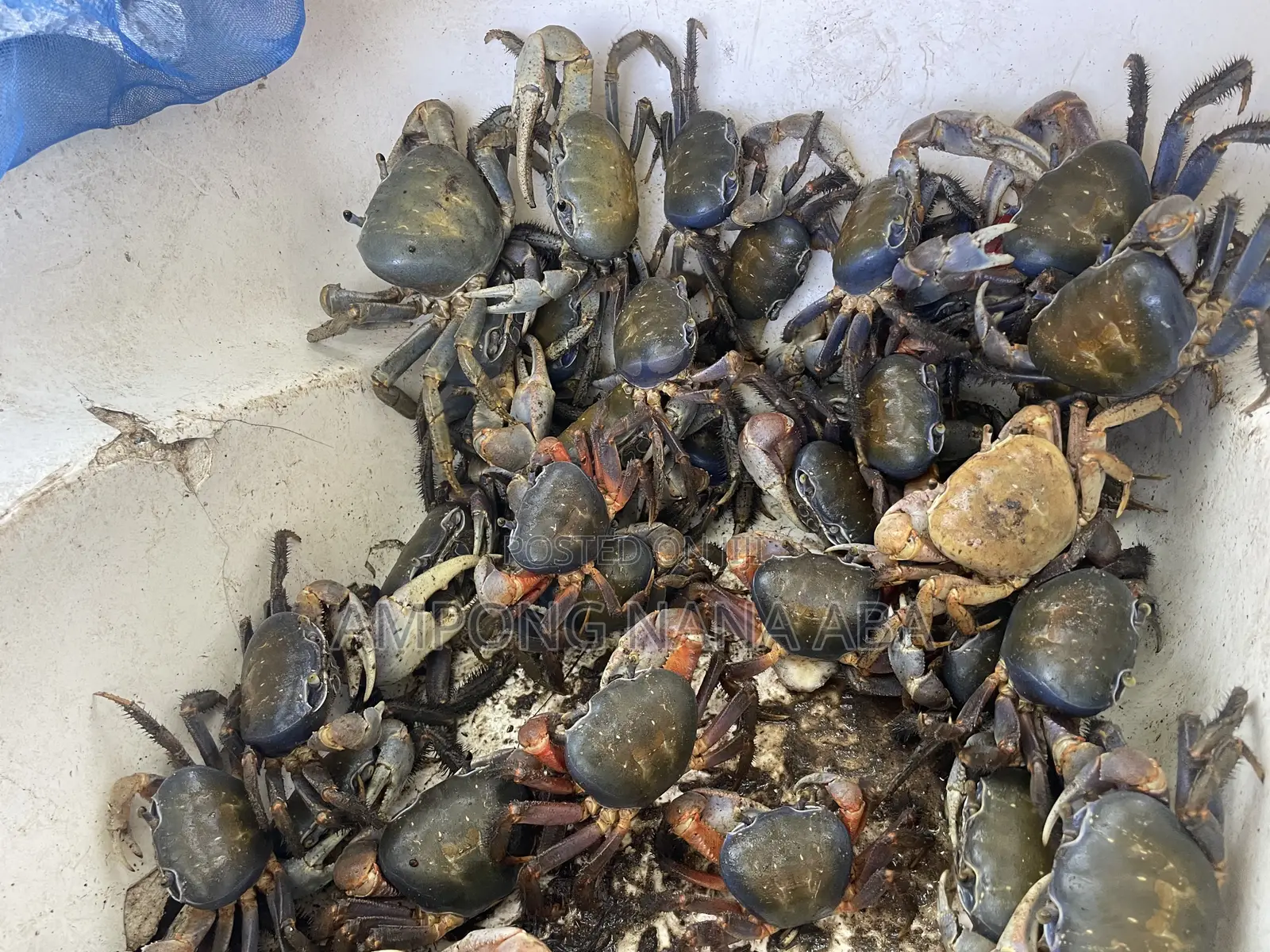 Fresh Crabs 3