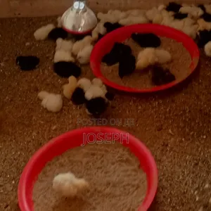 Day and Weeks Old Chicks