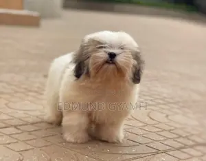 1-3 months Male Purebred Shih Tzu