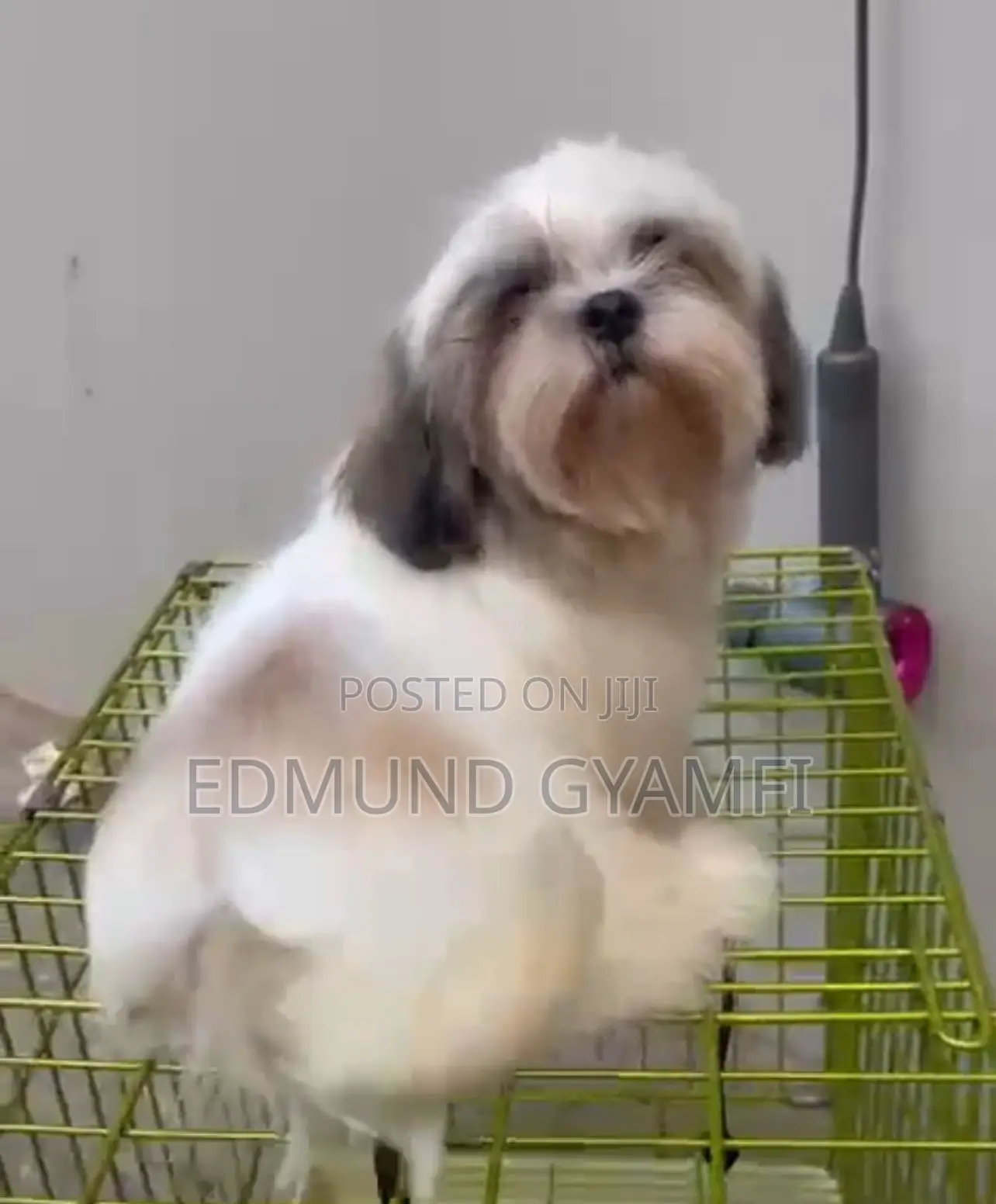 1-3 months Male Purebred Shih Tzu