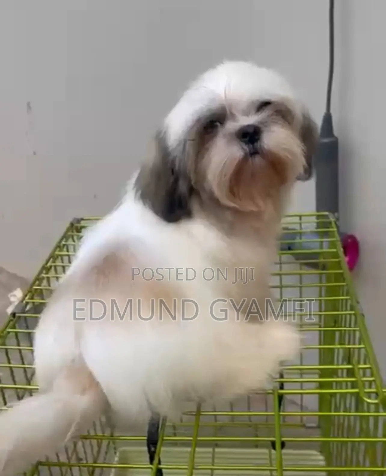 1-3 months Male Purebred Shih Tzu