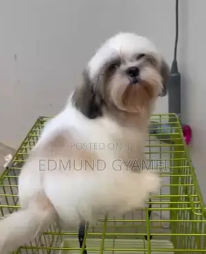 1-3 months Male Purebred Shih Tzu