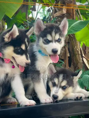 1-3 months Female Purebred Siberian Husky