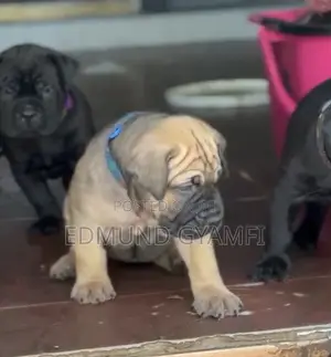 1-3 months Female Purebred Boerboel