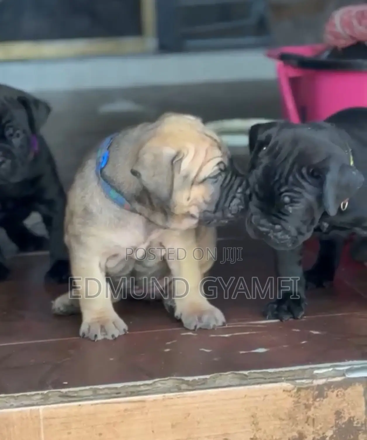 1-3 months Female Purebred Boerboel