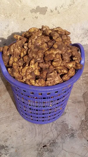 Fresh Affordable Ginger Available