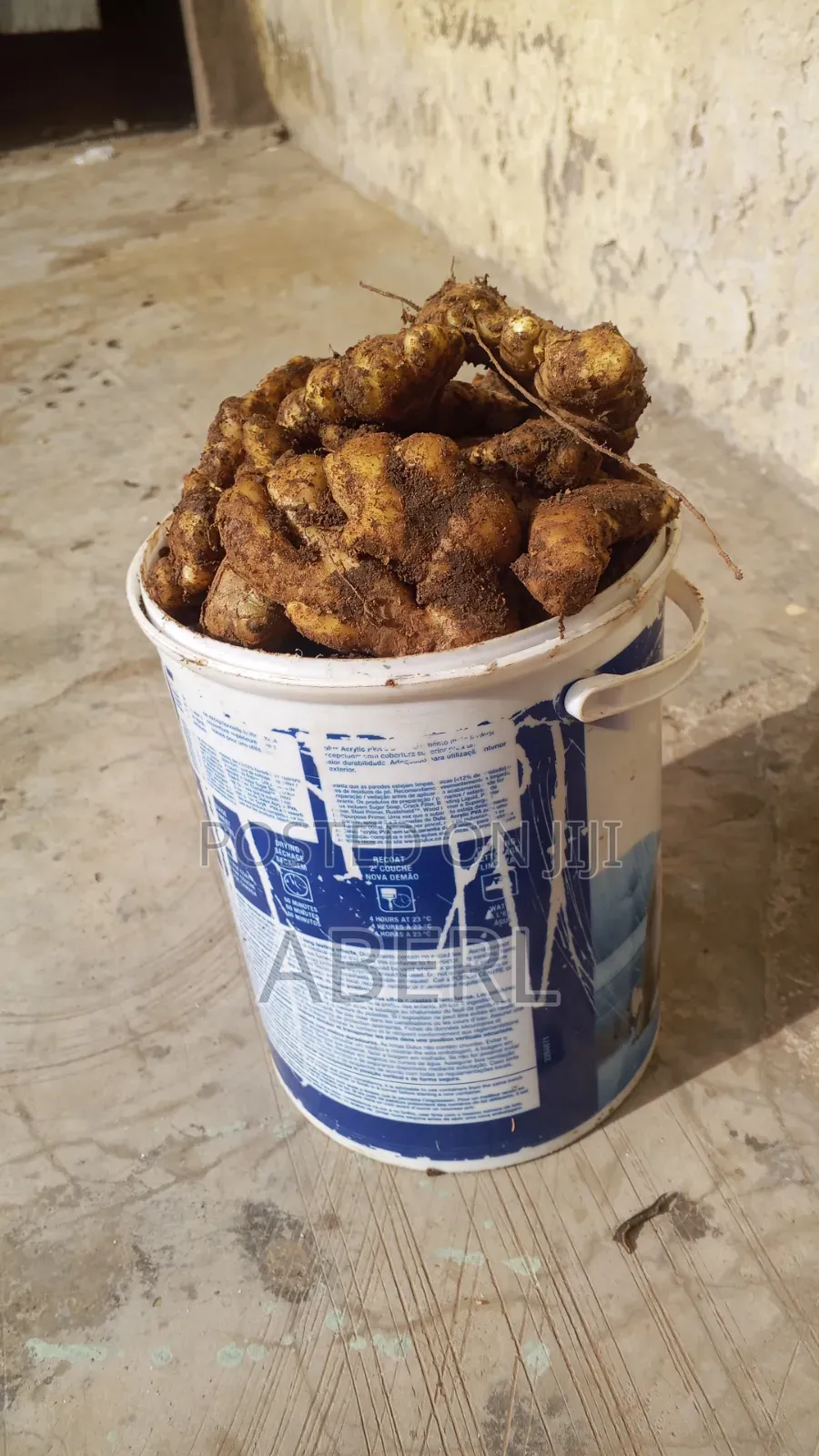 Fresh Affordable Ginger Available