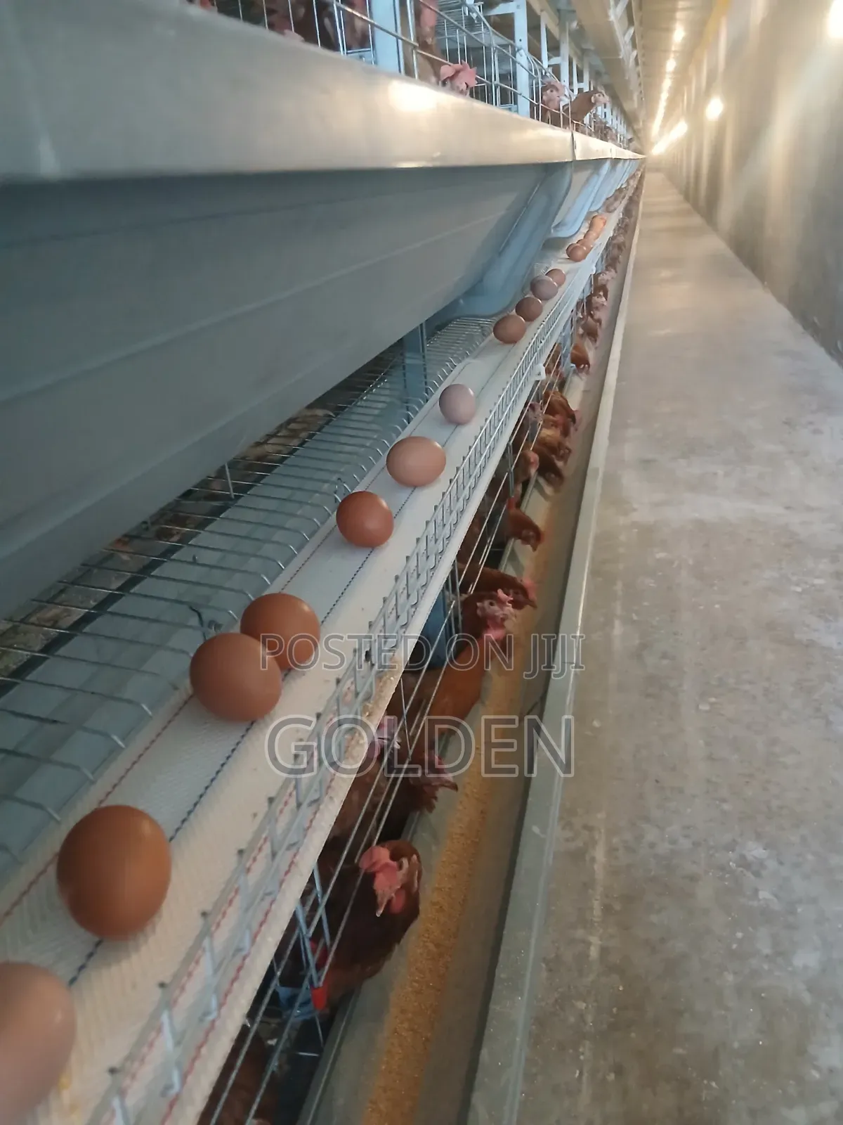 Golden Eggs