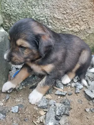 0-1 month Female Purebred Akita