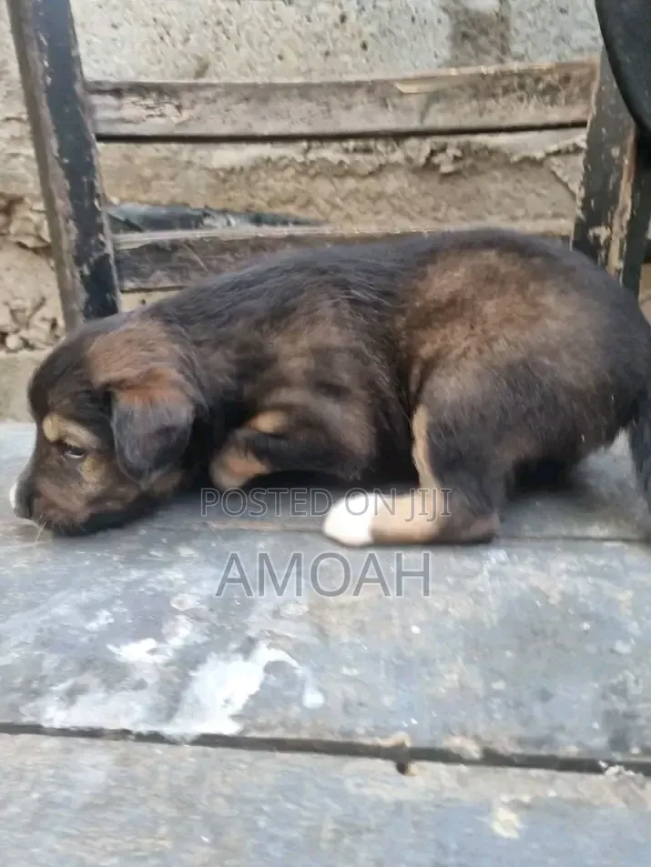 0-1 month Female Purebred Akita