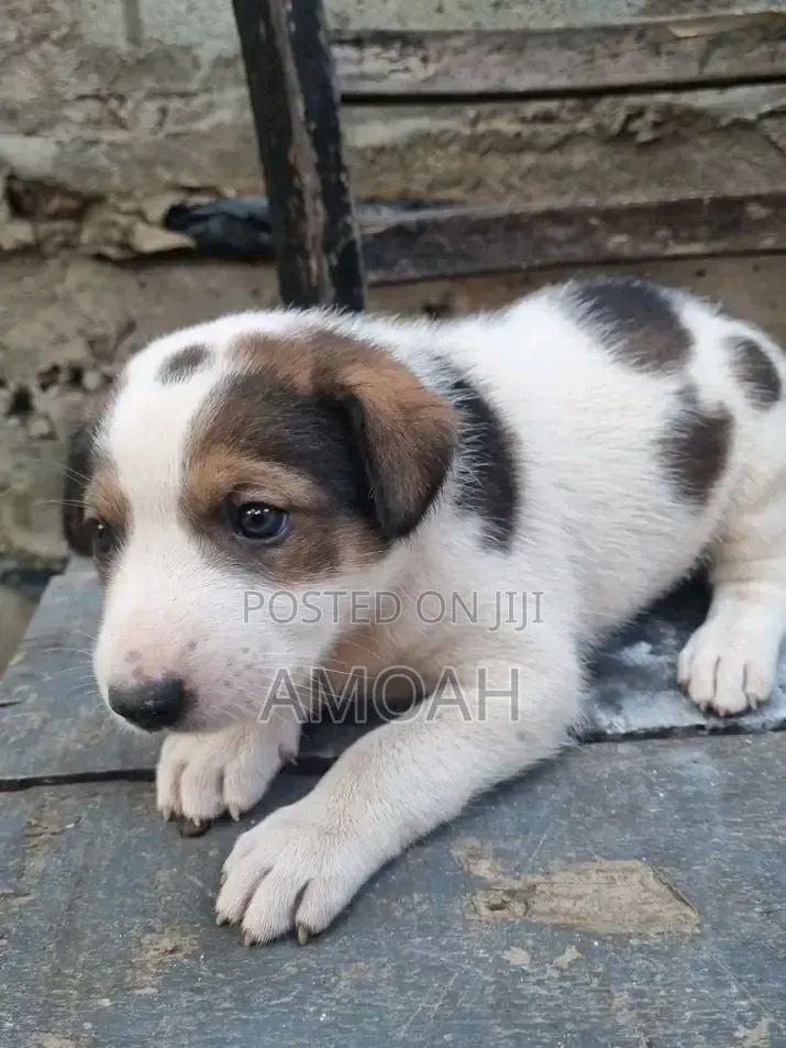 0-1 month Female Purebred Akita