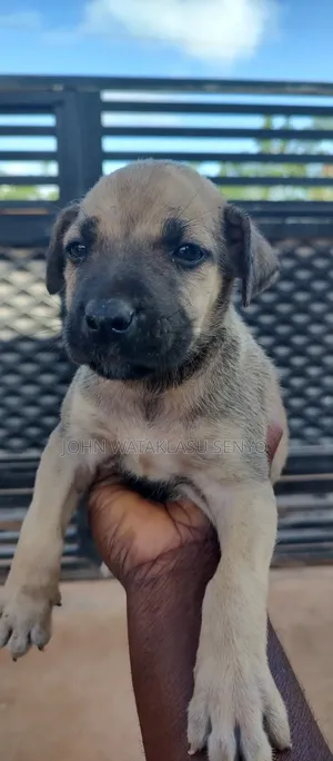 1-3 months Male Purebred Boerboel
