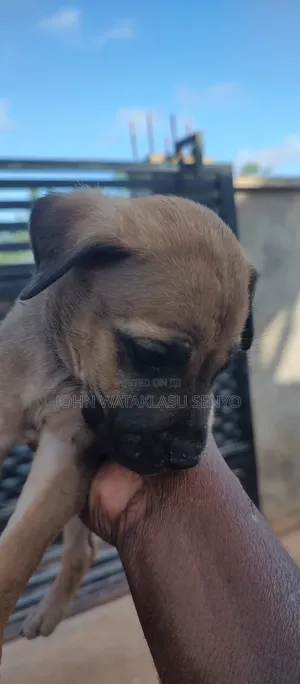 1-3 months Male Purebred Boerboel