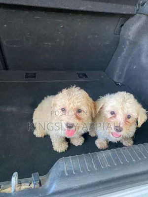 1-3 months Female Purebred Poodle