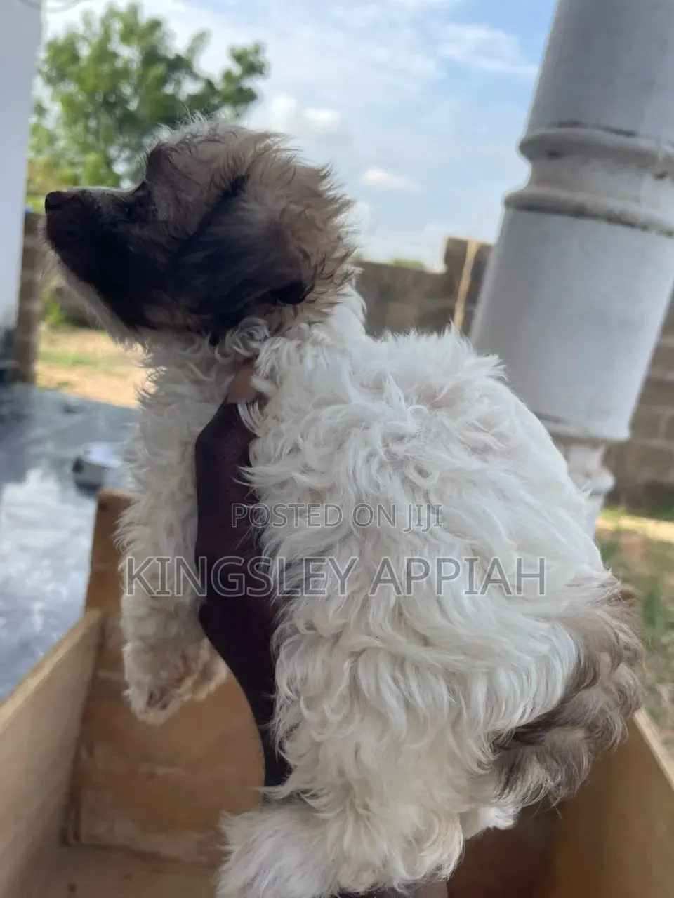 1-3 months Female Purebred Poodle