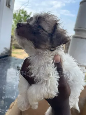 1-3 months Female Purebred Poodle