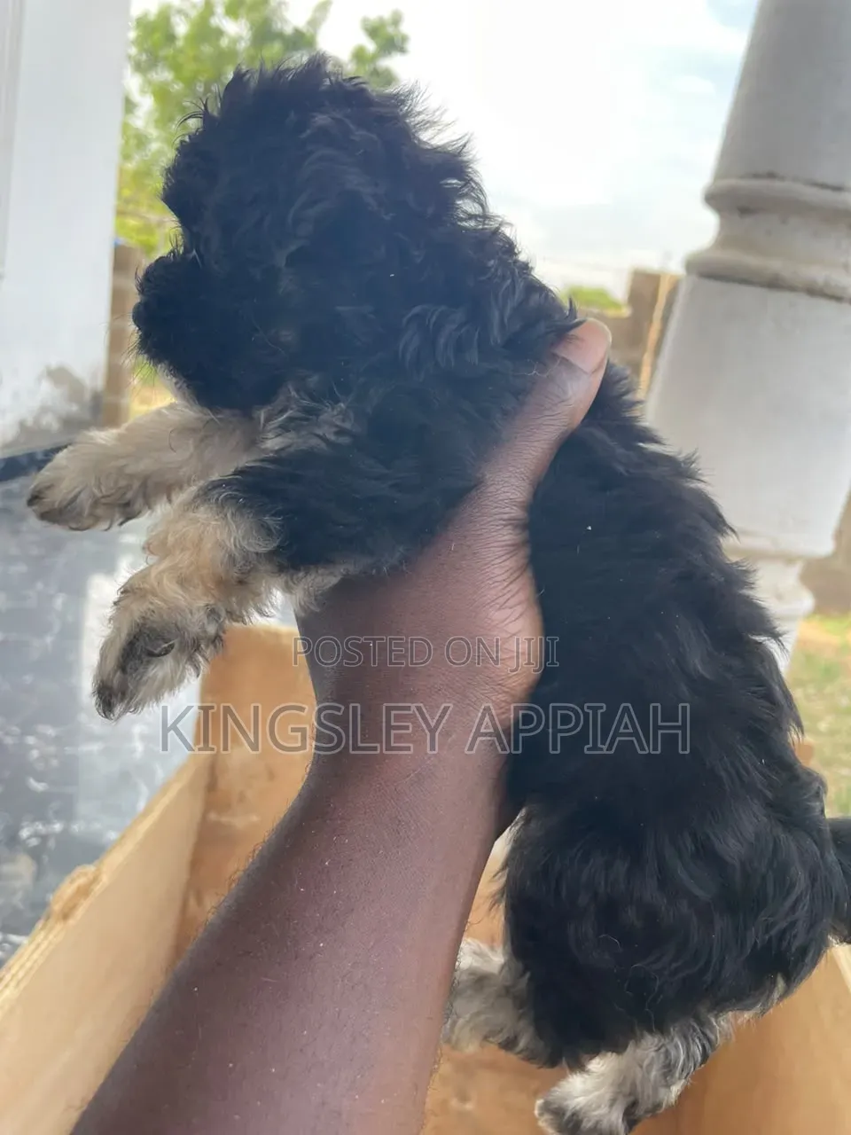 1-3 months Female Purebred Poodle