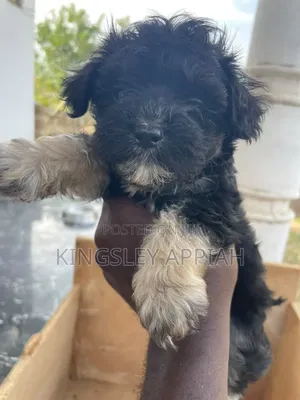 1-3 months Female Purebred Poodle