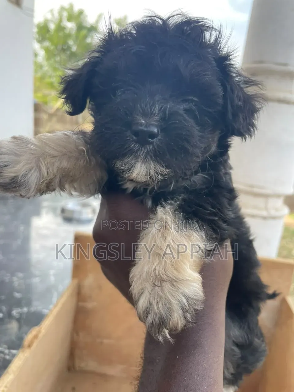 1-3 months Female Purebred Poodle
