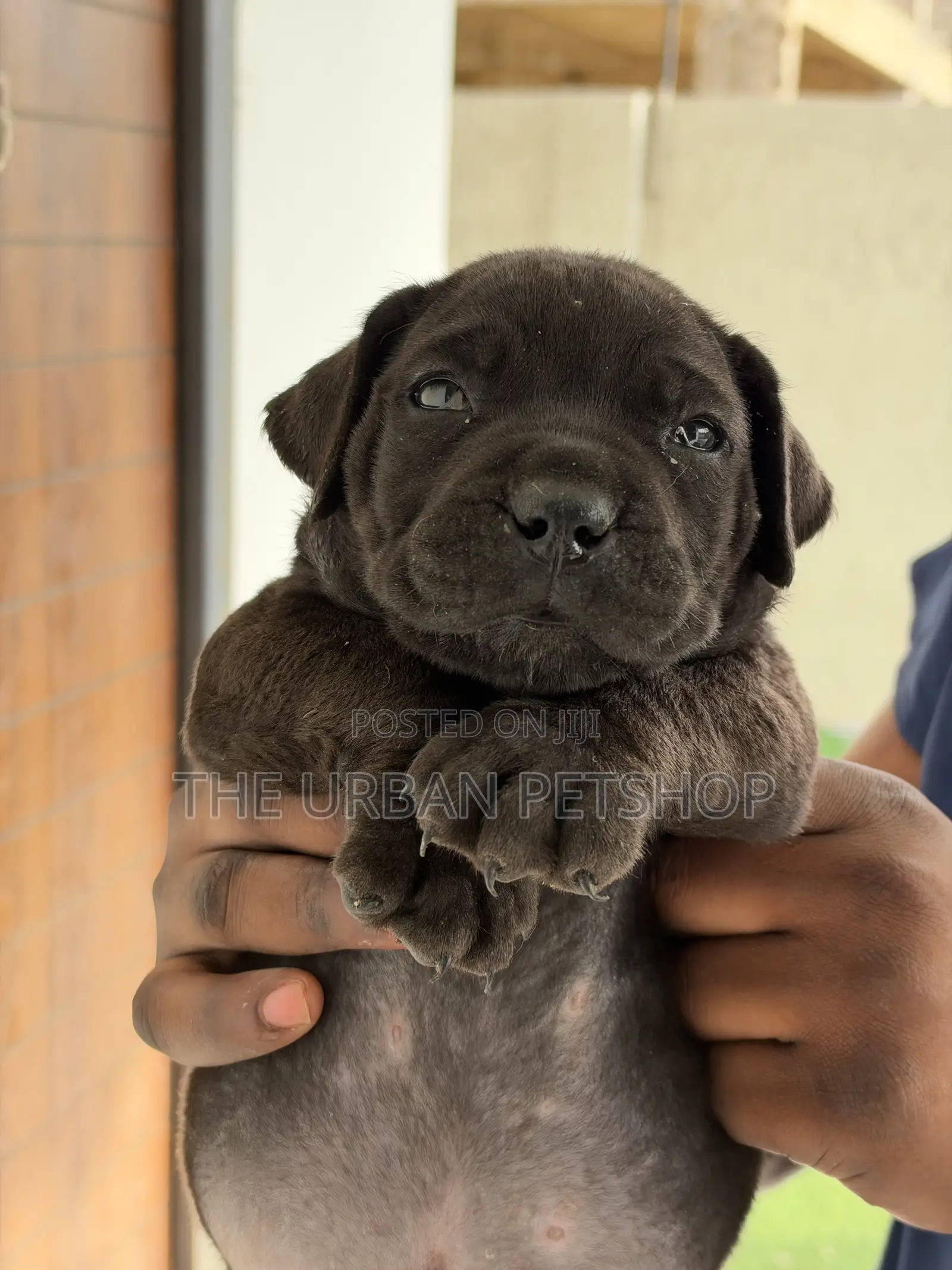 1-3 months Female Purebred Boerboel