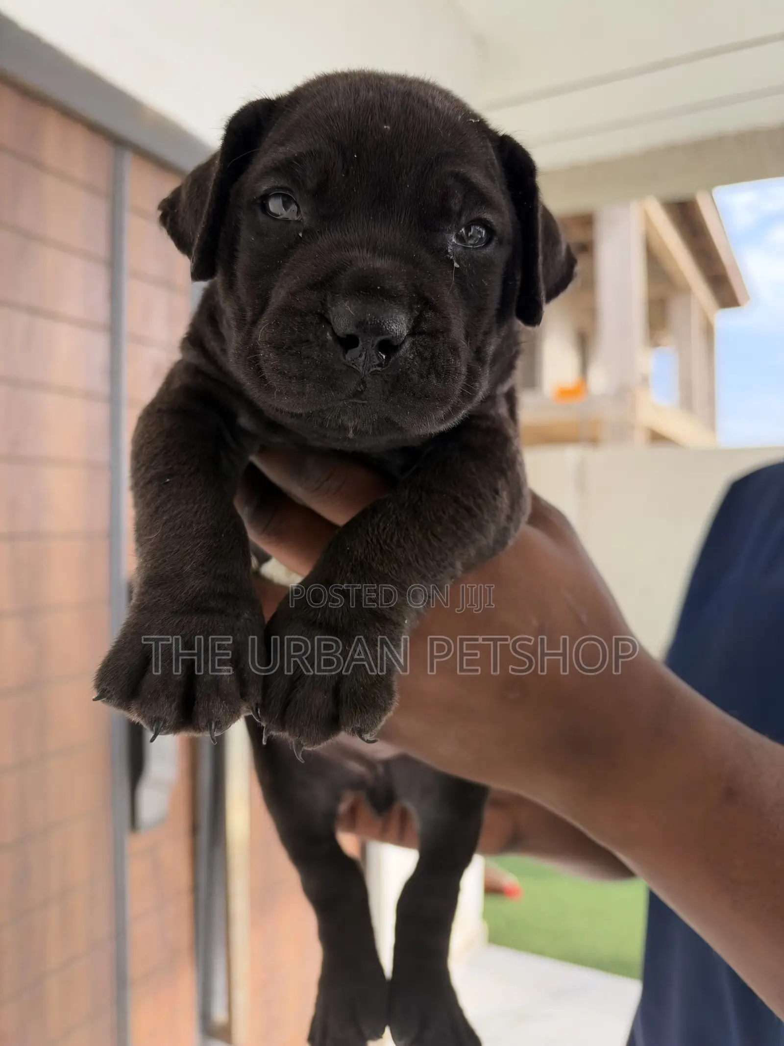 1-3 months Female Purebred Boerboel