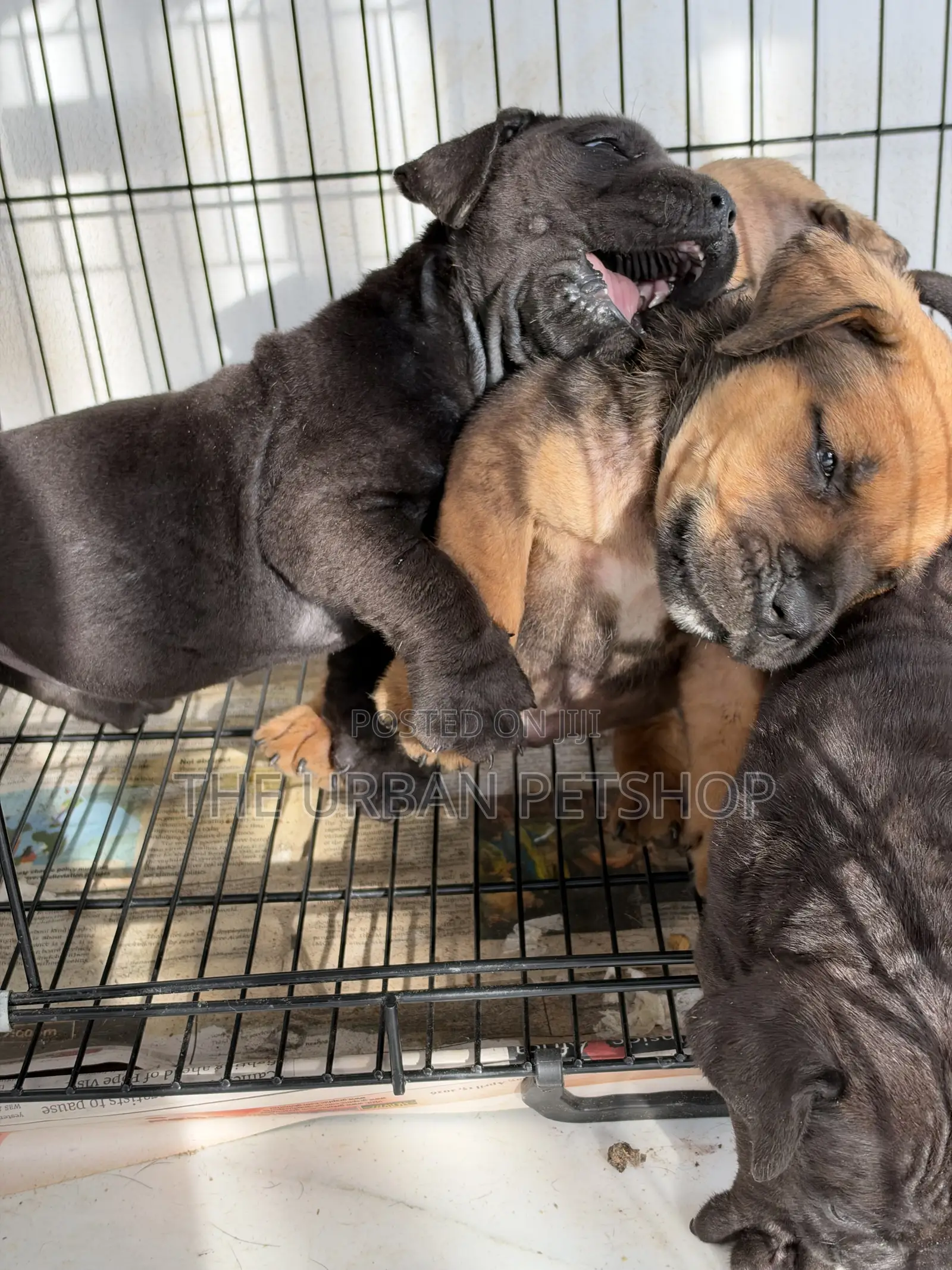 1-3 months Female Purebred Boerboel