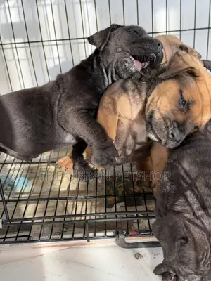 1-3 months Female Purebred Boerboel