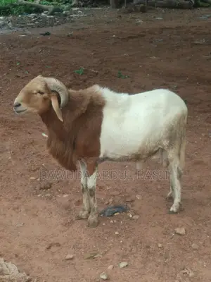 The Animals Seller