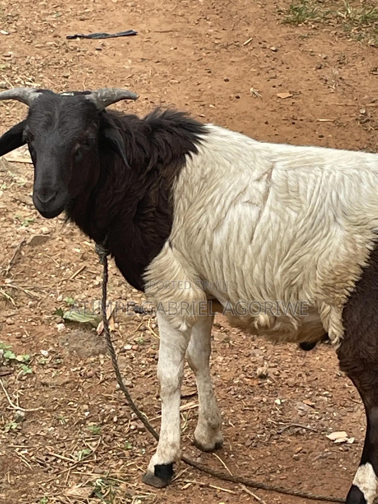 Crossed Breed Ram