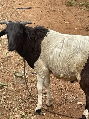 Crossed Breed Ram