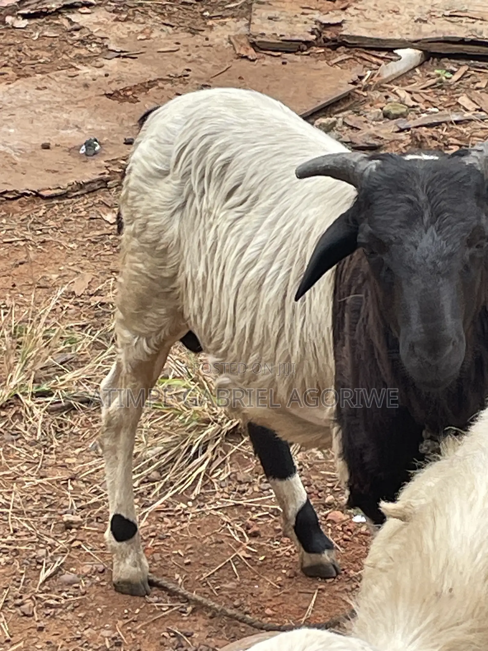 Crossed Breed Ram