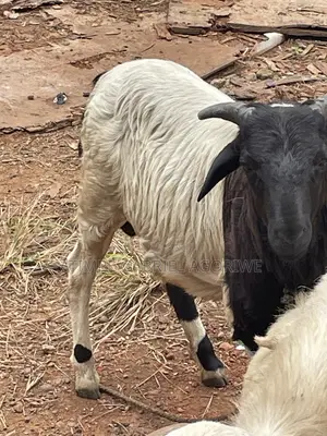 Crossed Breed Ram