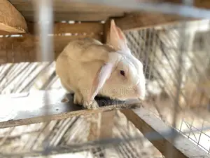 Livestock (Rabbits)