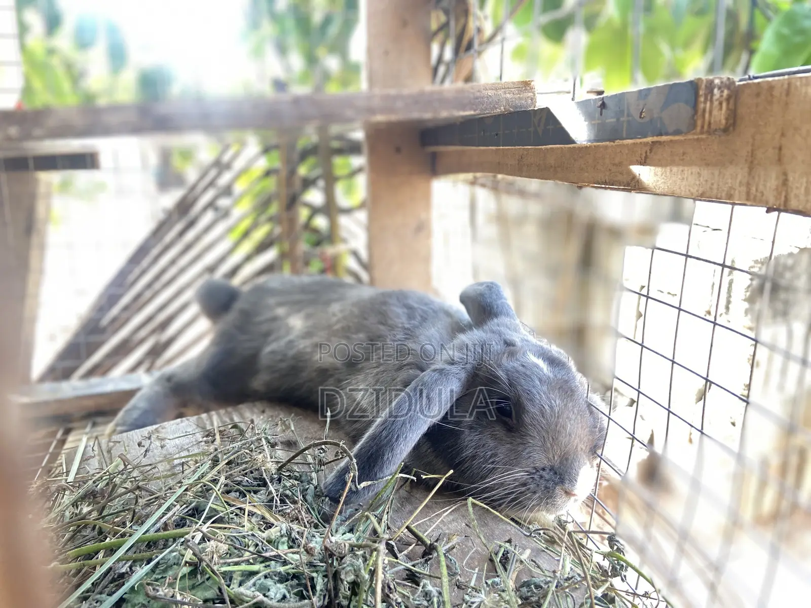 Livestock (Rabbits)