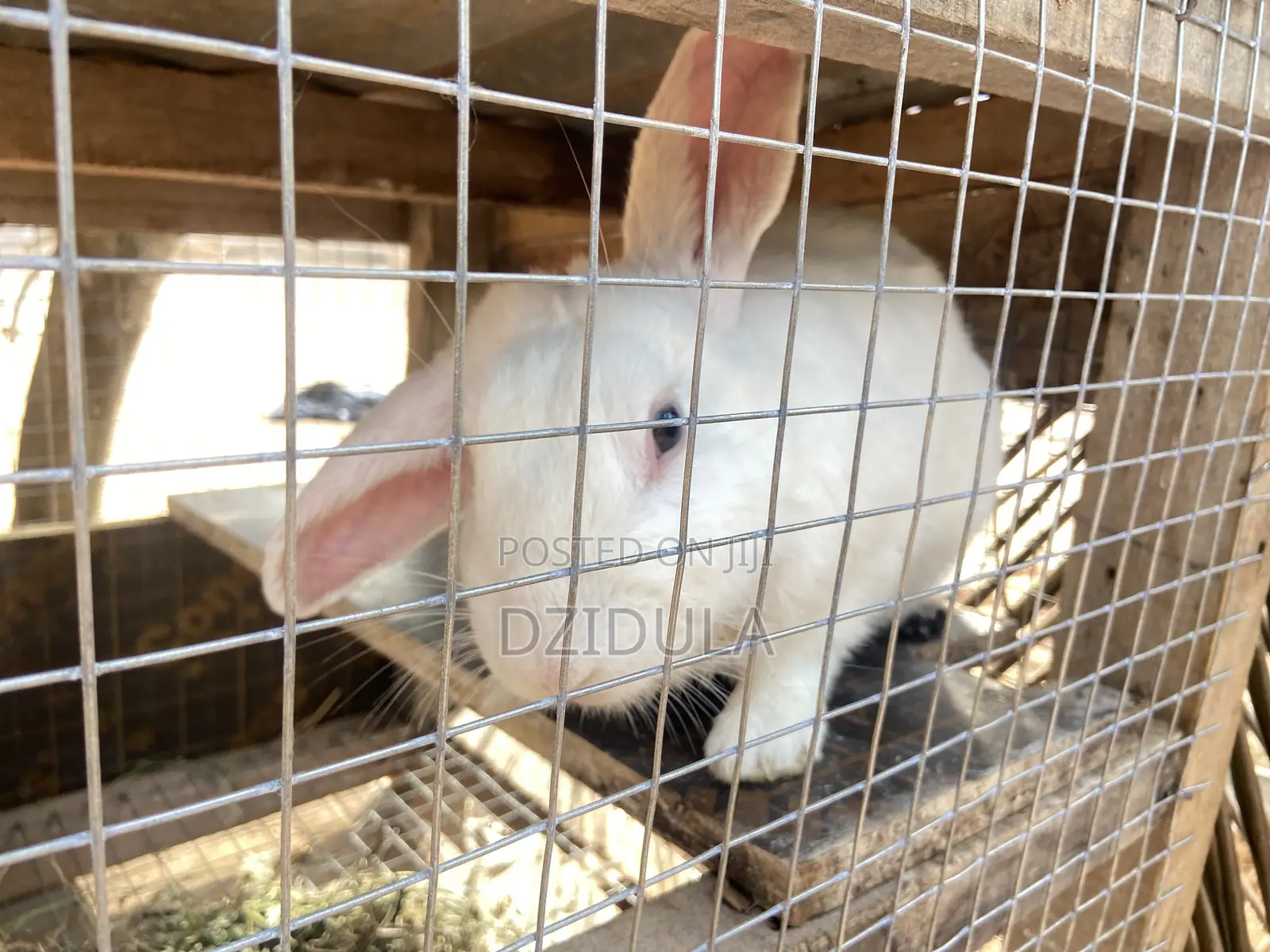 Livestock (Rabbits)