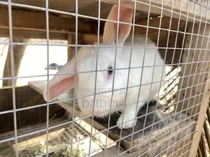 Livestock (Rabbits)