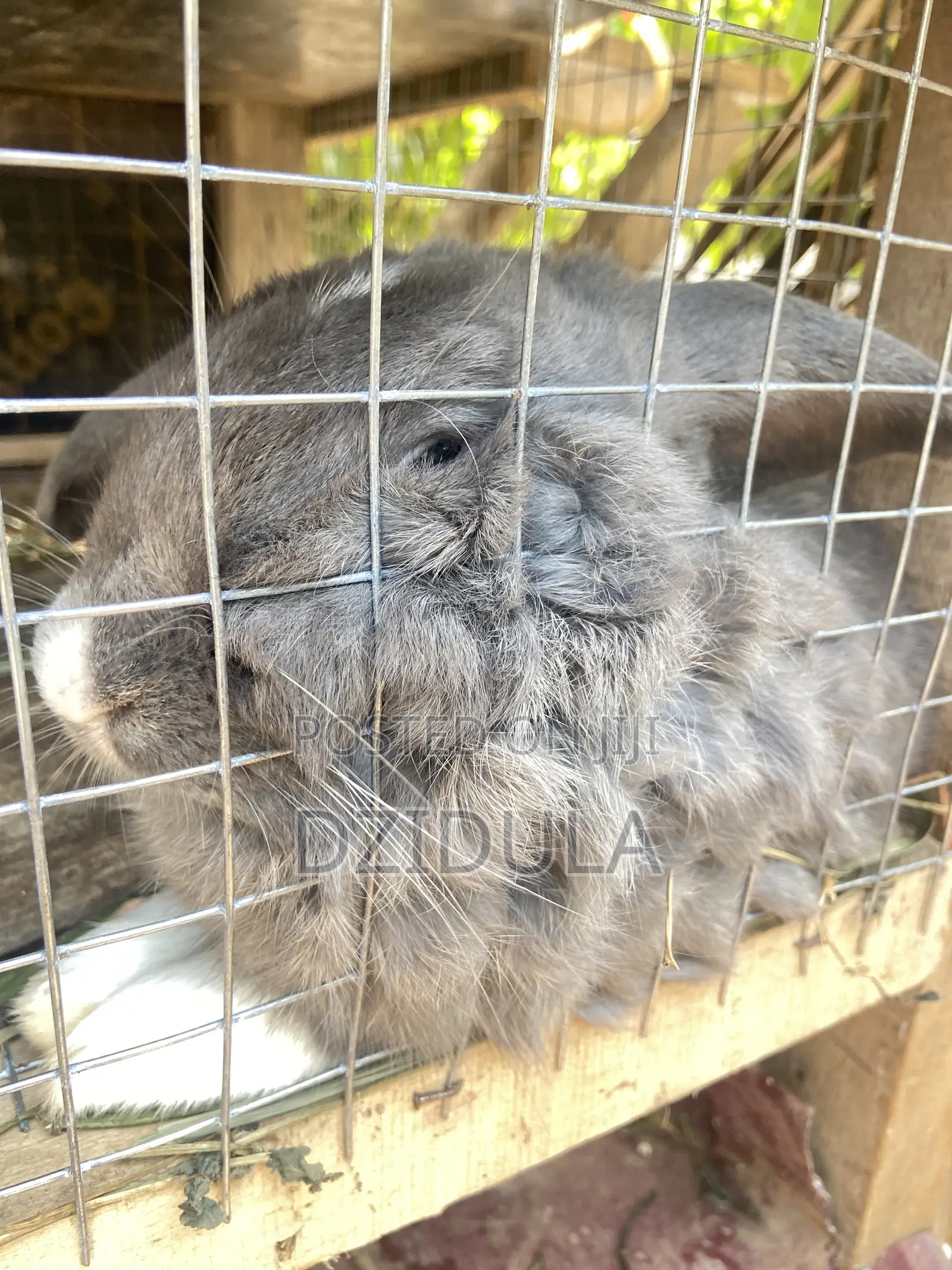Livestock (Rabbits)