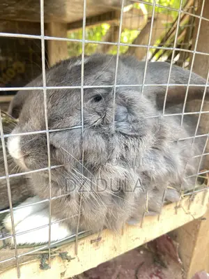 Livestock (Rabbits)