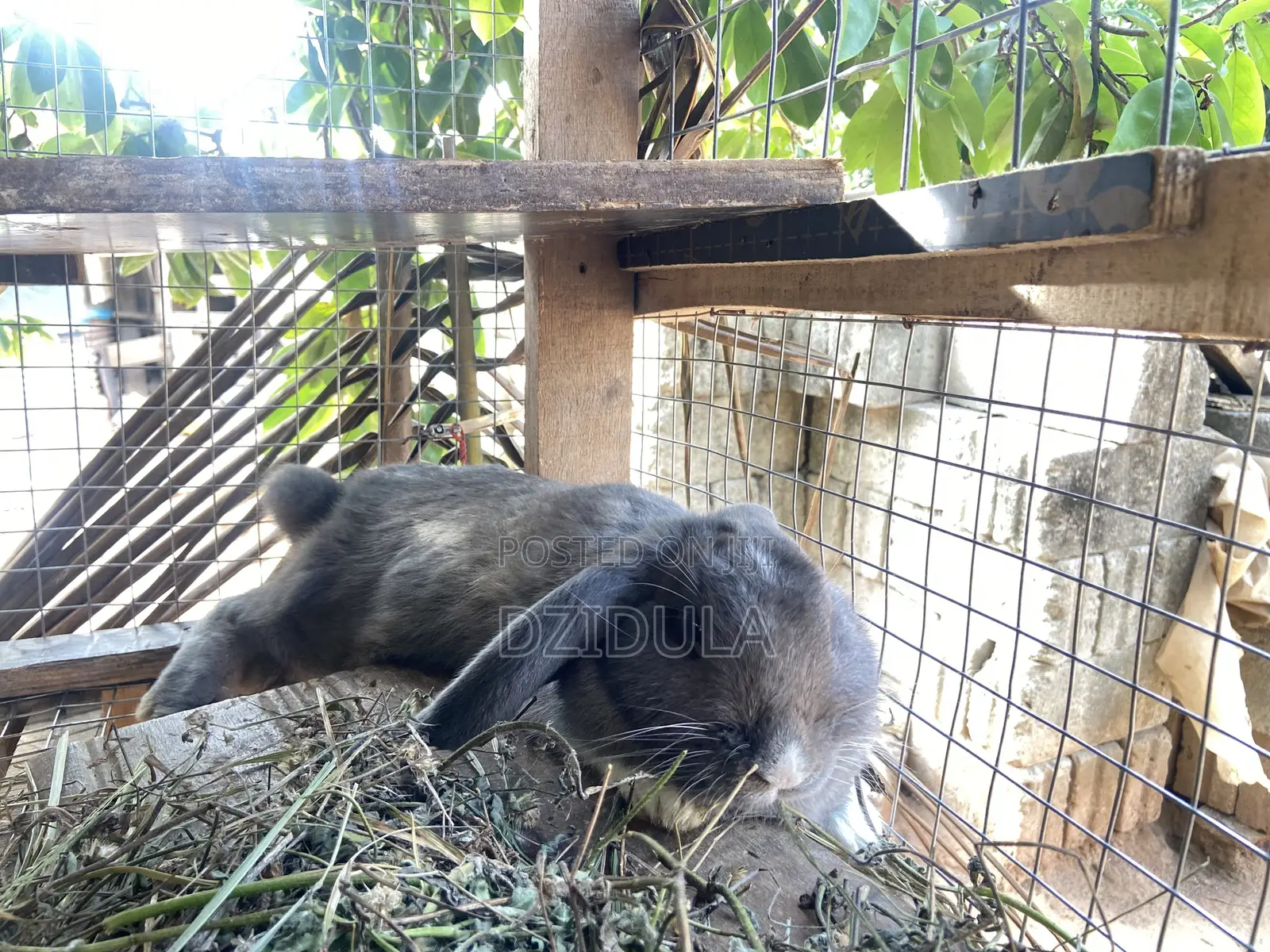 Livestock (Rabbits)