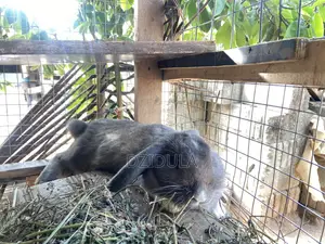 Livestock (Rabbits)