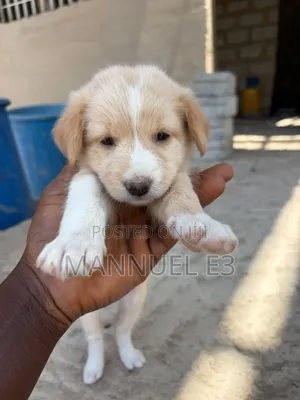 1-3 months Female Mixed Breed Mutt
