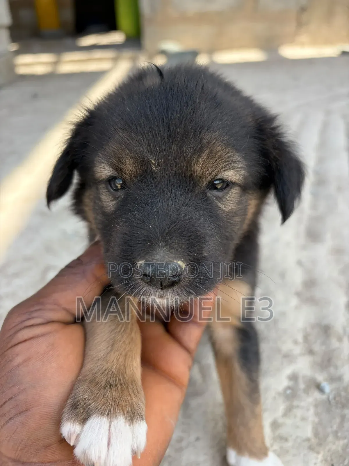 1-3 months Female Mixed Breed Mutt