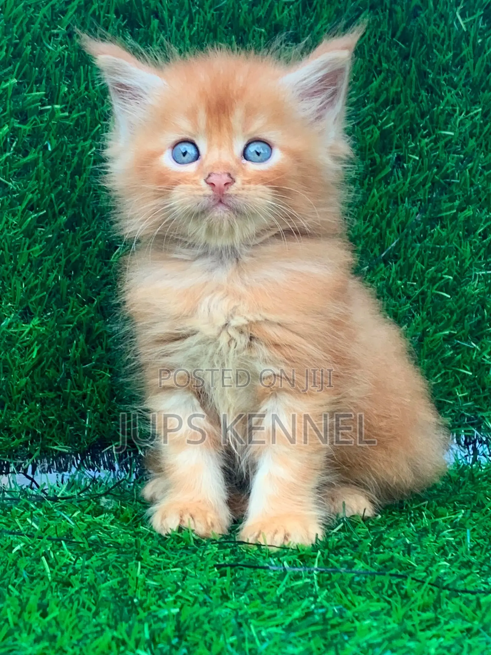 1-3 months Male Purebred Maine Coon