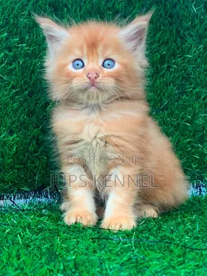 1-3 months Male Purebred Maine Coon