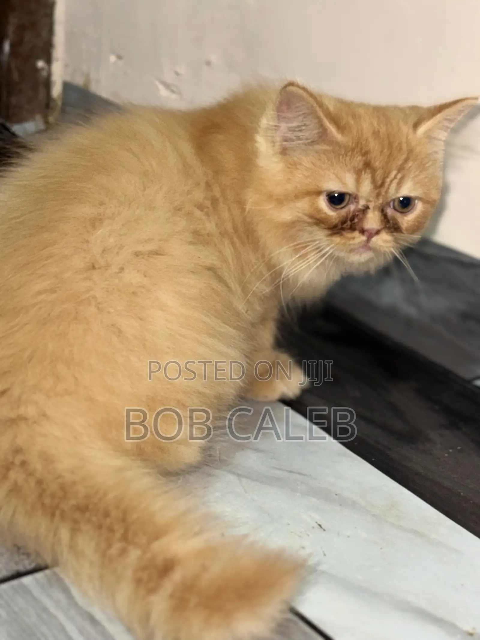 1-3 months Male Purebred Persian