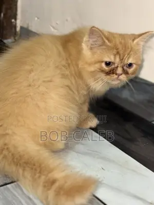 1-3 months Male Purebred Persian