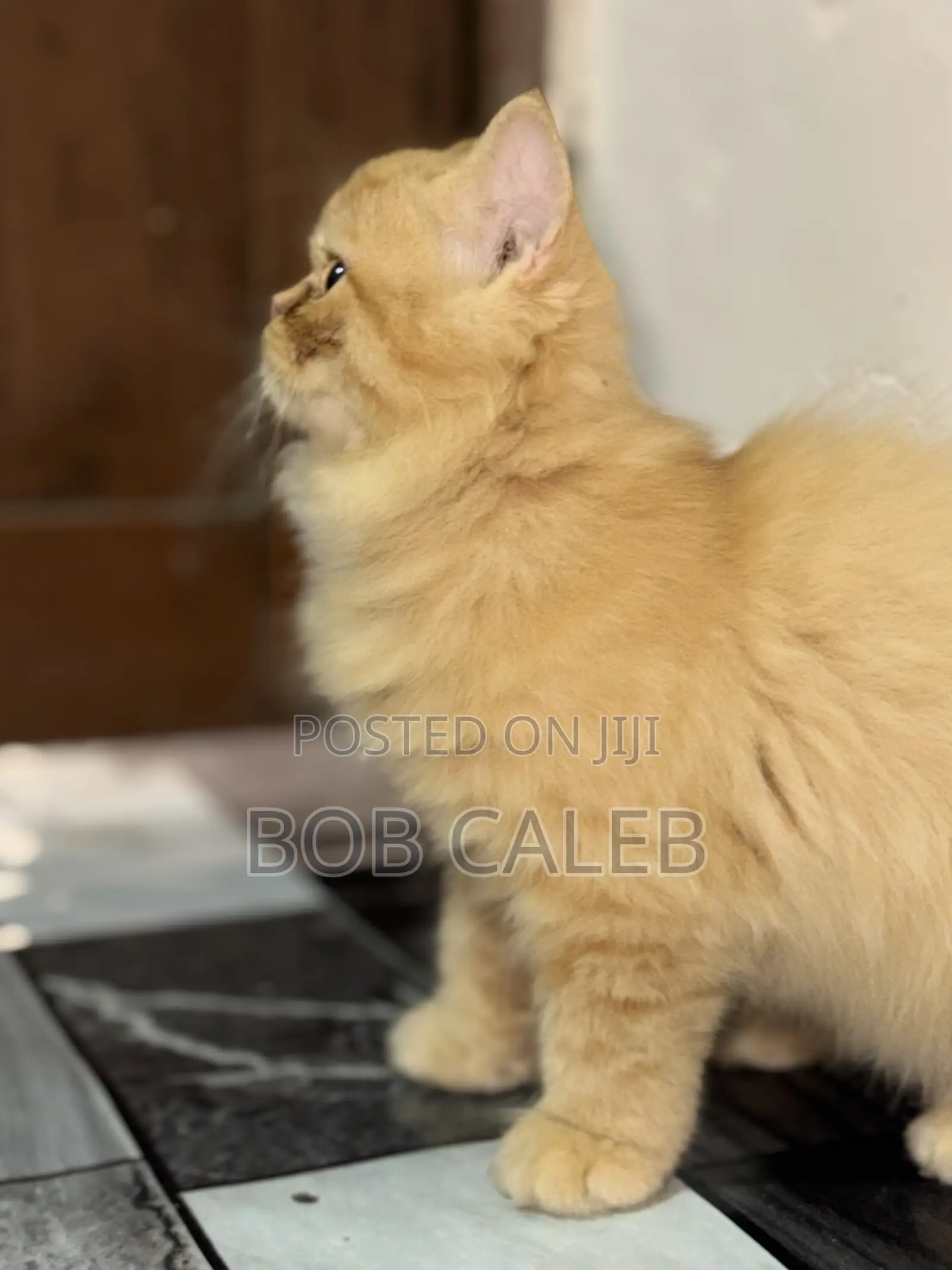 1-3 months Male Purebred Persian