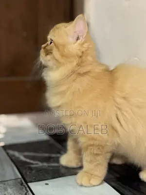 1-3 months Male Purebred Persian