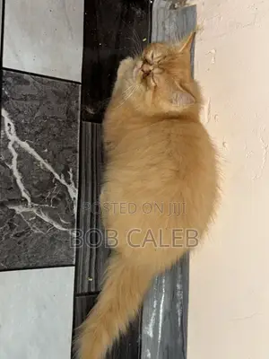 1-3 months Male Purebred Persian