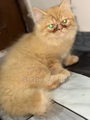 1-3 months Male Purebred Persian